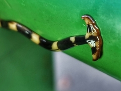 Diversibipalium boehmigi