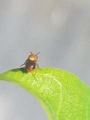 Pachyopella