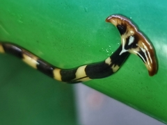 Diversibipalium boehmigi