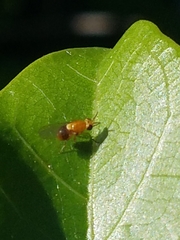Pachyopella