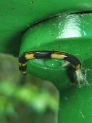 Diversibipalium boehmigi