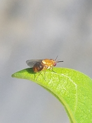 Pachyopella