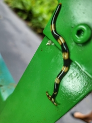 Diversibipalium boehmigi