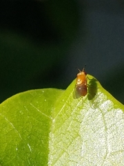 Pachyopella