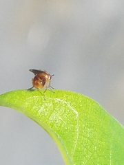 Pachyopella
