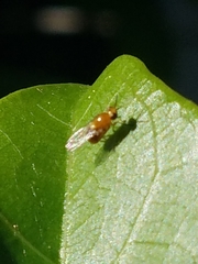 Pachyopella