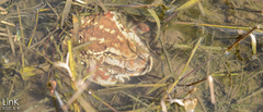 Bufo sachalinensis
