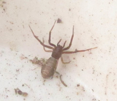 Araneae