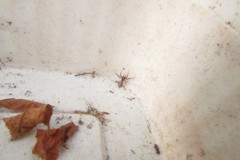 Araneae