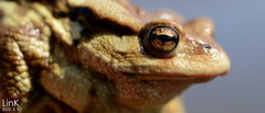 Bufo sachalinensis