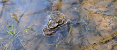 Bufo sachalinensis