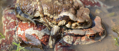 Bufo sachalinensis