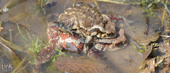 Bufo sachalinensis