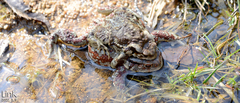 Bufo sachalinensis