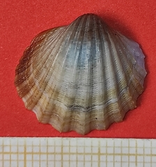 Acanthocardia paucicostata