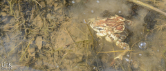 Bufo sachalinensis