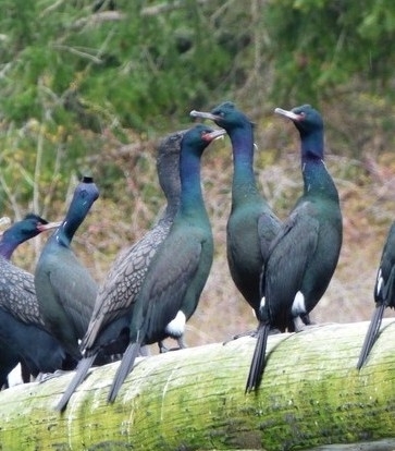 Pelagic Cormorant (Urile pelagicus)