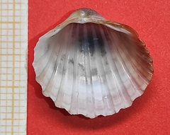 Acanthocardia paucicostata