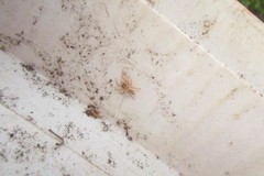 Salticidae