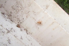 Salticidae