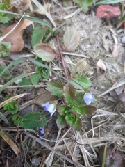 Veronica persica