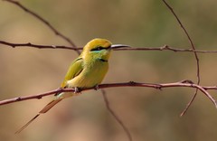 Merops viridissimus