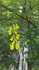 Laburnum anagyroides