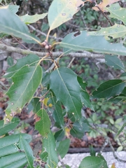 Quercus canbyi