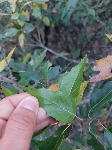 Mexican red oak
