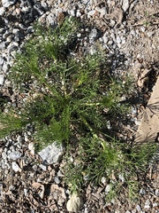 Matricaria