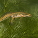 Palmate Newt - Photo (c) Paul Cools, some rights reserved (CC BY-NC), uploaded by Paul Cools
