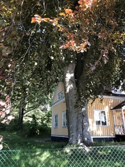Fagus sylvatica
