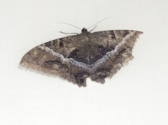 Ascalapha odorata