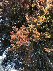 Fagus sylvatica