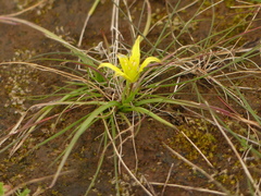 Gagea apulica