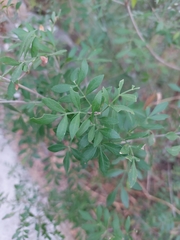 Fraxinus greggii