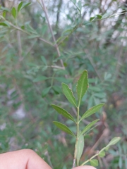 Fraxinus greggii