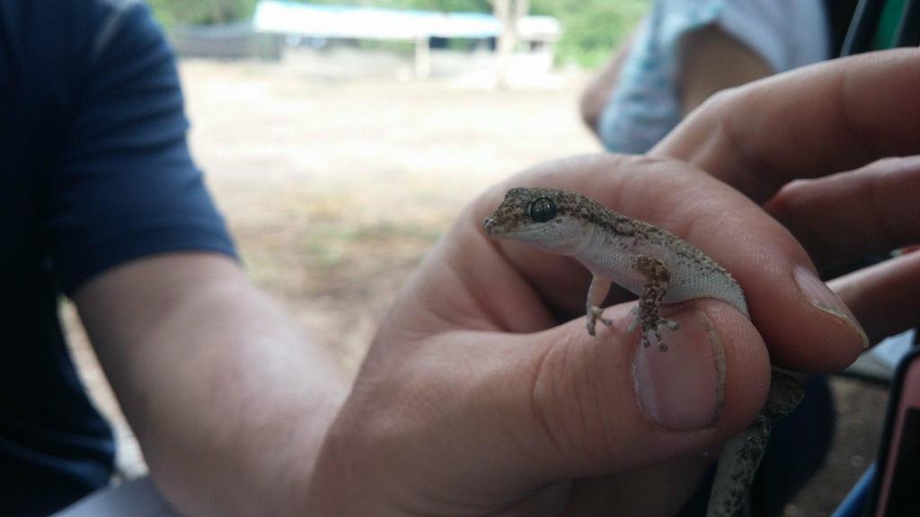 Phyllodactylus pumilus