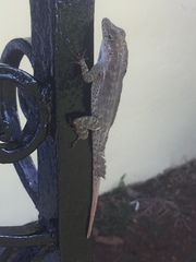 Anolis cristatellus wileyae