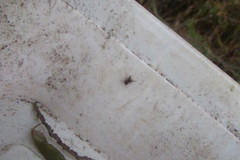 Salticidae