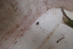Salticidae