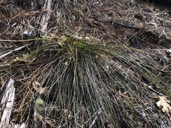 Carex multicaulis