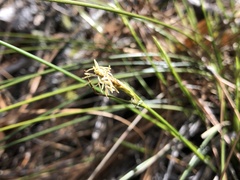 Carex multicaulis