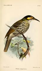 Spotted Honeyeater photo 2