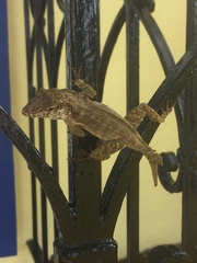 Anolis cristatellus wileyae