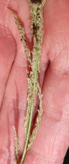 Miscanthus ecklonii