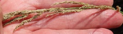 Miscanthus ecklonii