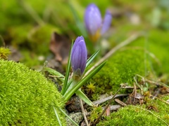 Crocus nivalis