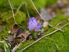 Crocus nivalis