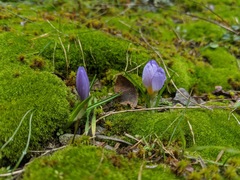 Crocus nivalis